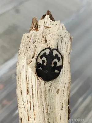 Fragezeichenschabe(Therea olegrandjeani)