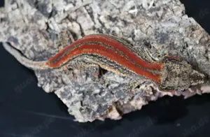 1.0 Auriculatus Red Orange Striped Bild 2