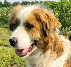 Randy - ein Traum auf 4 Pfoten und wunderschön Bild 4