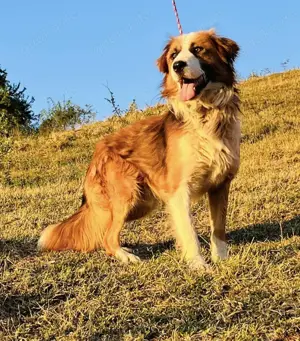 Randy - ein Traum auf 4 Pfoten und wunderschön Bild 3