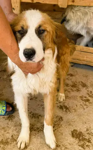 Randy - ein Traum auf 4 Pfoten und wunderschön Bild 9