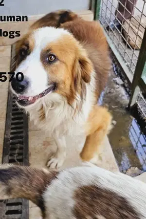 Randy - ein Traum auf 4 Pfoten und wunderschön Bild 10