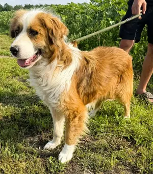 Randy - ein Traum auf 4 Pfoten und wunderschön Bild 2