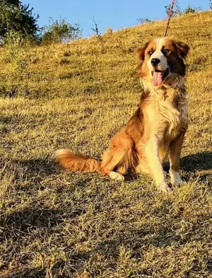 Randy - ein Traum auf 4 Pfoten und wunderschön Bild 7