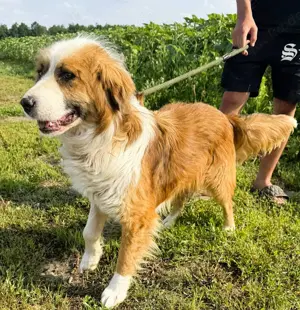 Randy - ein Traum auf 4 Pfoten und wunderschön Bild 6