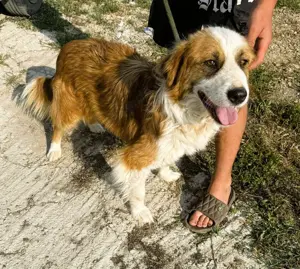 Randy - ein Traum auf 4 Pfoten und wunderschön