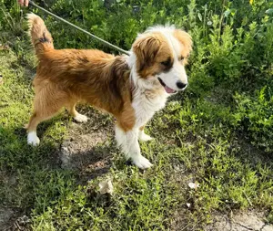 Randy - ein Traum auf 4 Pfoten und wunderschön Bild 8