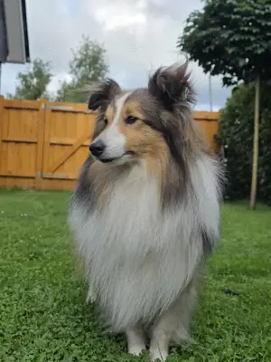 Sheltie Deckrüde Bild 2