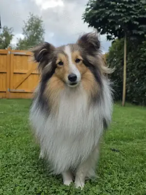 Sheltie Deckrüde Bild 3