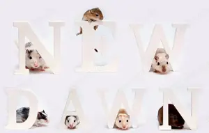 Junge Rennmäuse abzugeben & Vergesellschaftungsservice