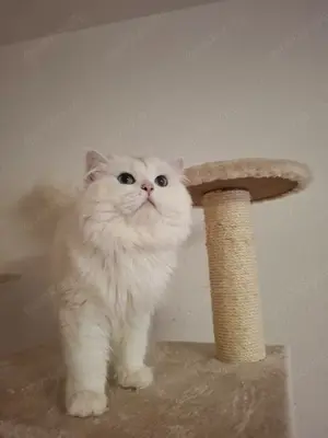 Wunderschöner BLH Deckkater seal silver shell mit Stammbaum Bild 5