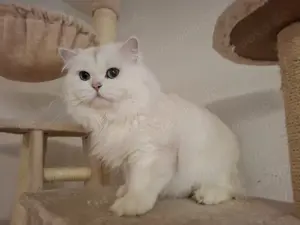 Wunderschöner BLH Deckkater seal silver shell mit Stammbaum Bild 3