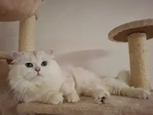 Wunderschöner BLH Deckkater seal silver shell mit Stammbaum Bild 4