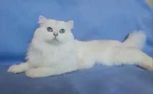 Wunderschöner BLH Deckkater seal silver shell mit Stammbaum