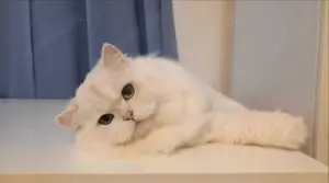 Wunderschöner BLH Deckkater seal silver shell mit Stammbaum Bild 2