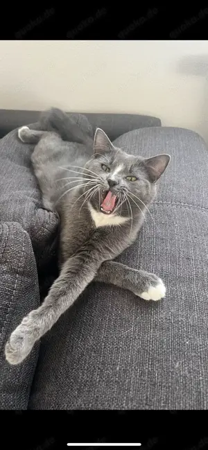 Kater und Katze zusammen abzugeben  Bild 3