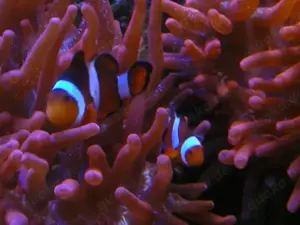 WhatsApp-Gruppe Meerwasser in HESSEN Austausch Meerwasseraquaristik