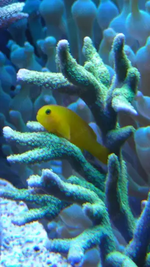 WhatsApp-Gruppe Meerwasser in HESSEN Austausch Meerwasseraquaristik