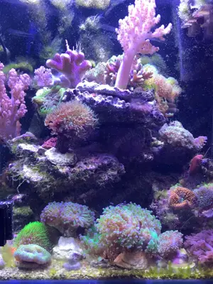  Meerwasser in HESSEN  WhatsApp-Gruppe Austausch über Meerwasseraquaristik