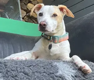 Manolo der Herzensgute weiße Dackel mit leichter Gehbehinderung