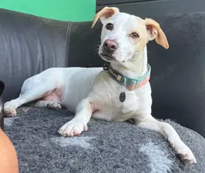 Manolo der Herzensgute weiße Dackel mit leichter Gehbehinderung