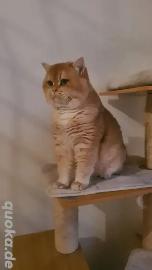 Reinrassige BKH Deckkater mit Stammbaum  Bild 6