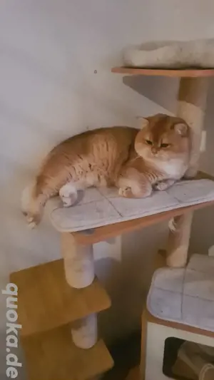 Reinrassige BKH Deckkater mit Stammbaum  Bild 3