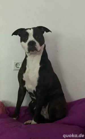 Pittbull-Staffbull-Bull mix 