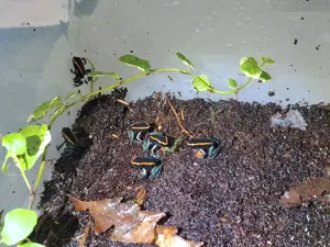 Phyllobates Vittatus