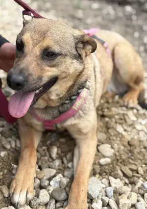 Cookie K 44 cm   die Zarte