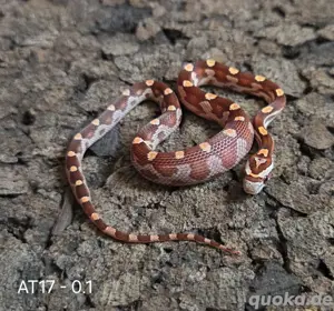  Motley x Striped, Wild