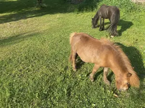 Welsh B Tinker Mix & Minishetty Stuten abzugeben Bild 5