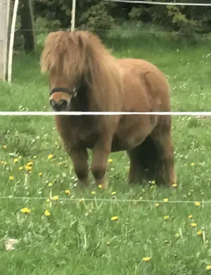 Welsh B Tinker Mix & Minishetty Stuten abzugeben Bild 9