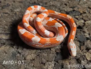 Lavablood, Lavablood Motley Pied 