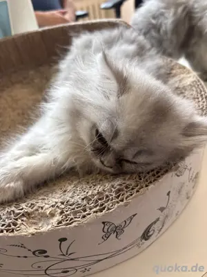 katzen sucht neu zu hause 