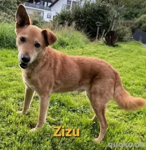 Der wundervolle Senior Zizu sucht eine gemütliche Couch bei wundervollen Menschen *in Pflegefamilie*