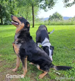 Die hübsche Gamine sucht das passende Zuhause bei lieben Menschen *in einer Pflegafamilie*