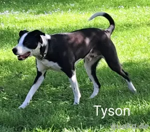 Der grosse Senior Tyson ist ein toller Kerl der noch viel lernen möchte *in einer Pflegefamilie*