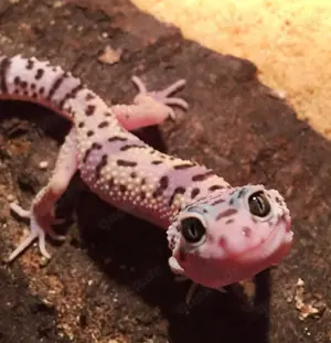 Leopardgeckos   Eublepharis macularius  Bild 3