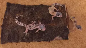 Leopardgeckos   Eublepharis macularius 