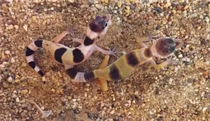 Leopardgeckos   Eublepharis macularius  Bild 2