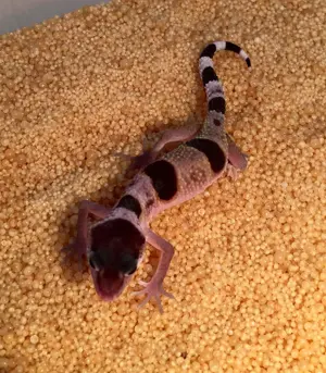Leopardgeckos   Eublepharis macularius  Bild 4