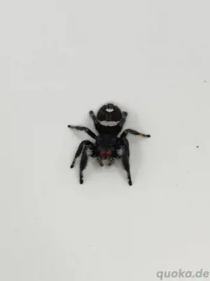 Phidippus regius "Apalachicola" Bild 3