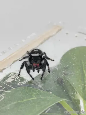 Phidippus regius "Apalachicola" Bild 2