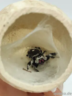 Phidippus regius "Apalachicola"
