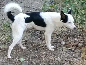 Palina - was fehlt bist du Bild 2