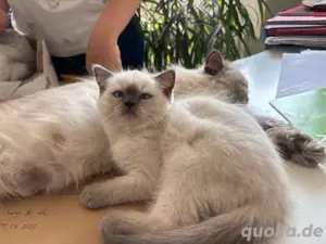 katze sucht neu zu hause 