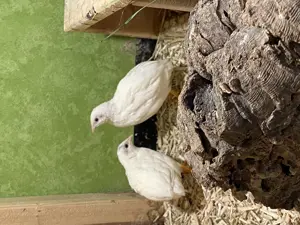 Bruteier chinesische Zwergwachteln   Bild 3