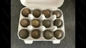 Bruteier chinesische Zwergwachteln 