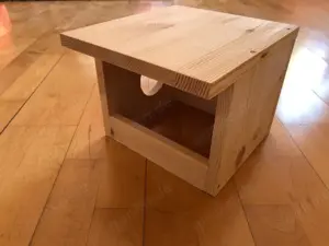 Bruteier Harlekinwachteln  Bild 7